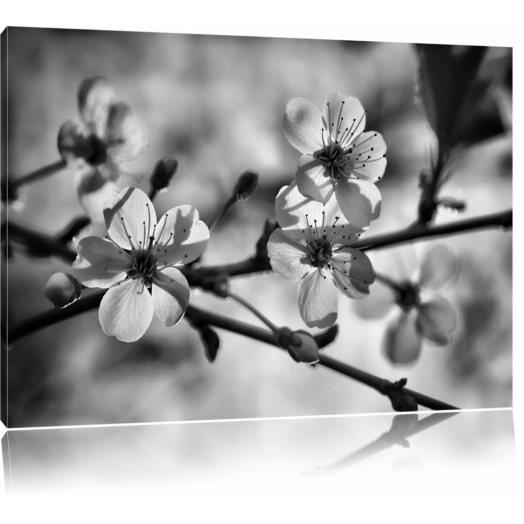 Weiße Blüten im Sonnenlicht Fotodruck auf Leinwand in Monochrom