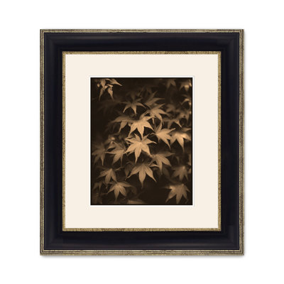 Ornamental Maple 