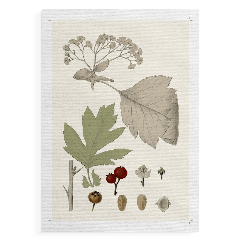 Feuilles et baies II - Impression sur toile seulement - NON CADRE, H 27 po x l 18 po