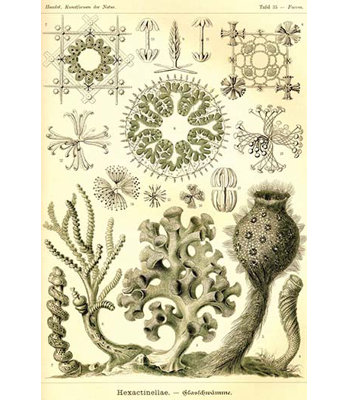 Impression d’art graphique, « hexactinellae » par ernst haeckel