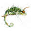 Caméléon à l'affût - Reptile