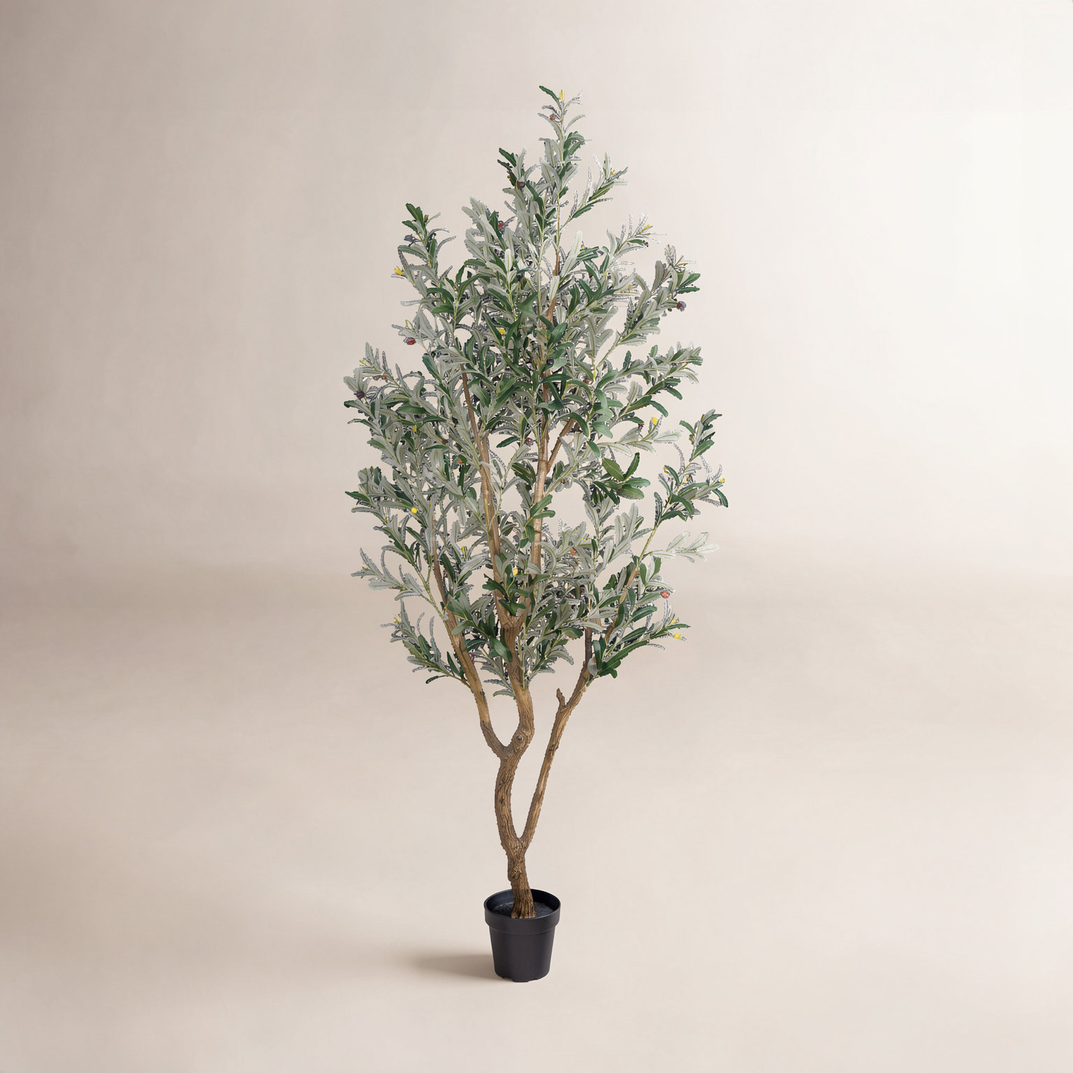 Olive Tree, 84.65" H x 39.7" W x 39.7" D