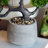 8.25 Mungo Pine Bonsai Plant