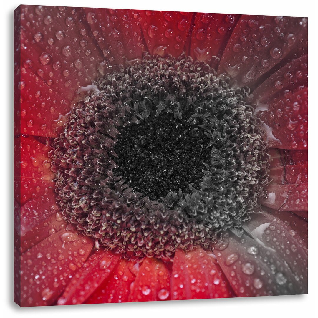 Leinwandbild Rote Gerbera mit Wassertropfen