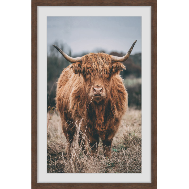 Hairy Coos - Print, 61cm H x 61cm W x 3.81cm D, Brown Framed Paper