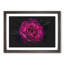 Fuscia Pink Carnation - Picture Frame Graphic Art Print-56863276-56863282