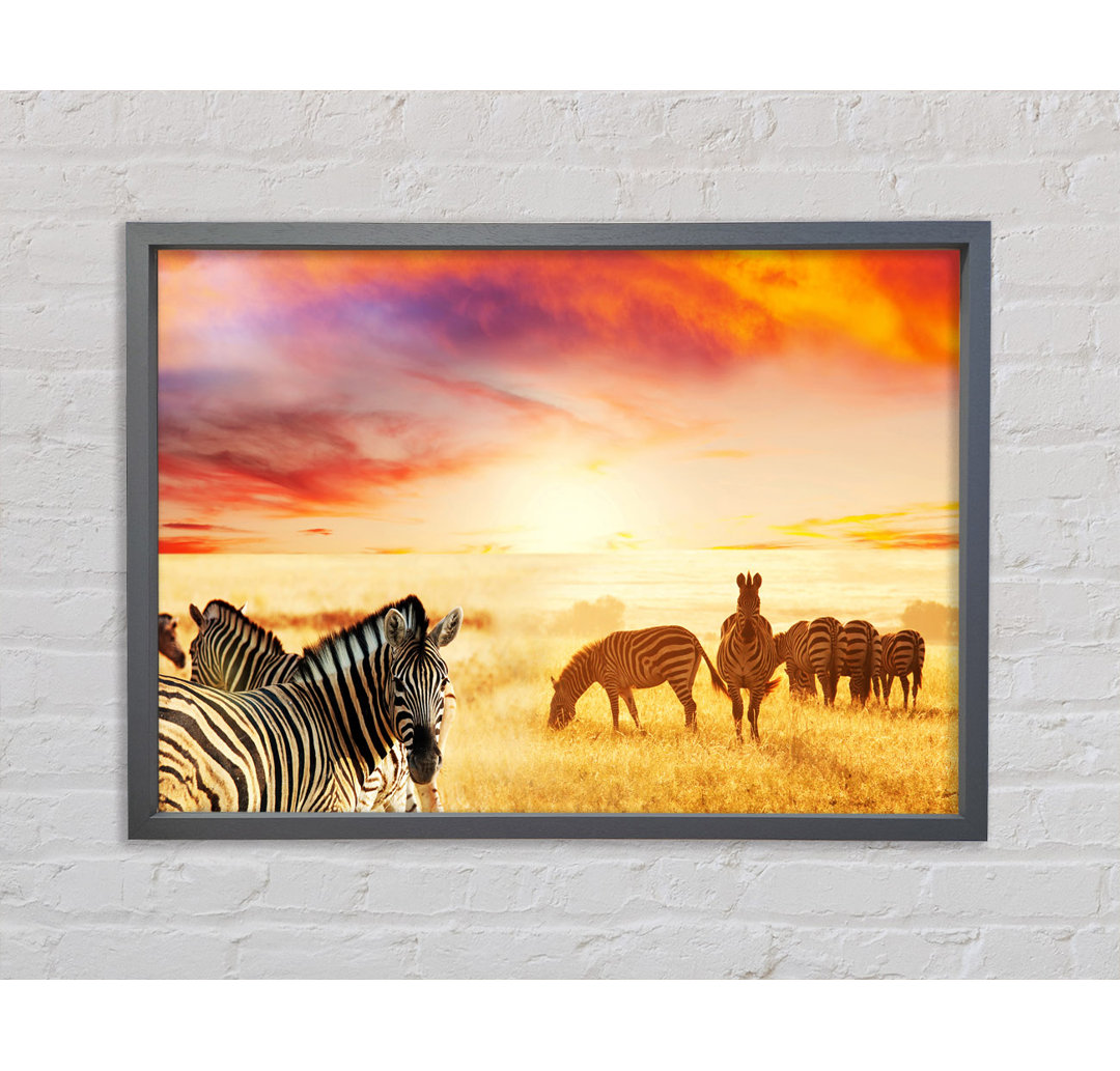 Zebra Sunset Safari - Einzelne Bilderrahmen Kunstdrucke auf Leinwand