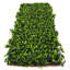 Plante de 20 po