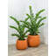 Fausse plante botanique Zamifolia