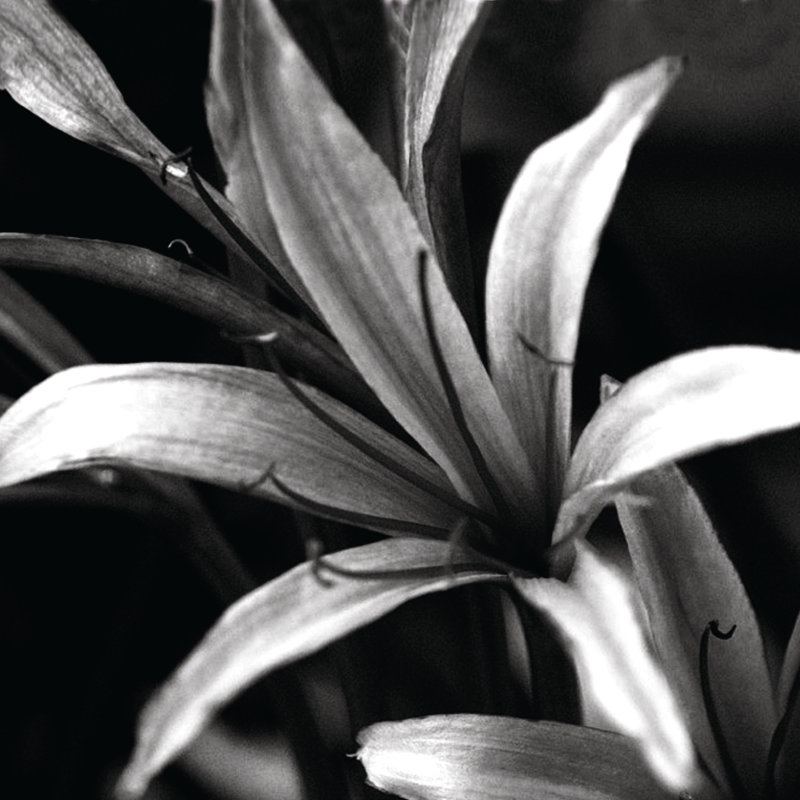 Black And White Flower 4 - Wrapped Canvas Print, 122cm H x 122cm W x 3.8cm D