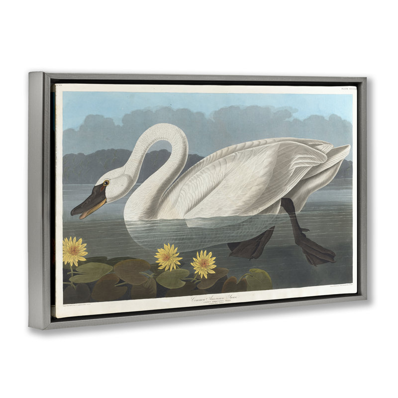 Toile flottante encadrée «Classic Common American Swan» par one1000paintings, Cadre flottant gris lustré, H 17 po x l 25 po
