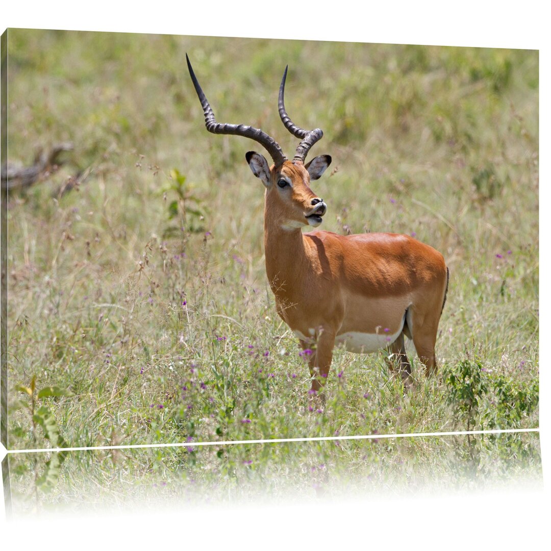 Leinwandbild Dorkasgazelle im Wildgras