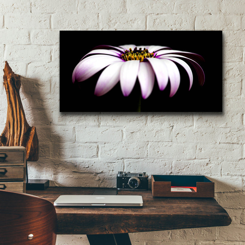 «Pink Osteospurmum On Black Panoramic» par Tom Quartermaine, H 12 po x l 24 po