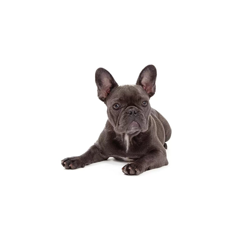 Bouledogue français bleu - reproduction sur toile tendue, H 18 po x l 12 po x 1,5 po