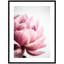 Pink Peony No1 by Dorceau Framed Wall Art Print