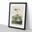 Lincoln Finch Birds by John Audubon - Framed Print-55617362-55617366