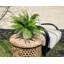 Uv Protected Fern Arrangement In A Cylindrical Pot