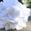 Arrangement floral dahlia de bouquet artificiel-1914350805