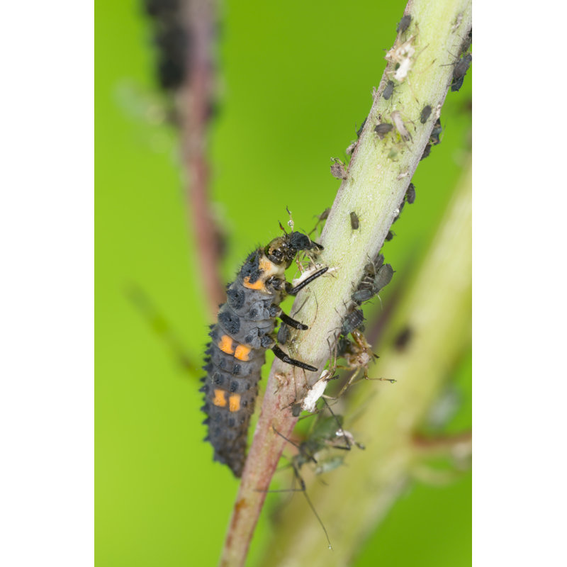 McGreggor Ladybug Larva - Wrapped Canvas Print, 46cm H x 30cm W x 3.8cm D