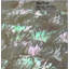4" x 4" Authentic SeaShell Listello/Border Tile in Abalone Pearl