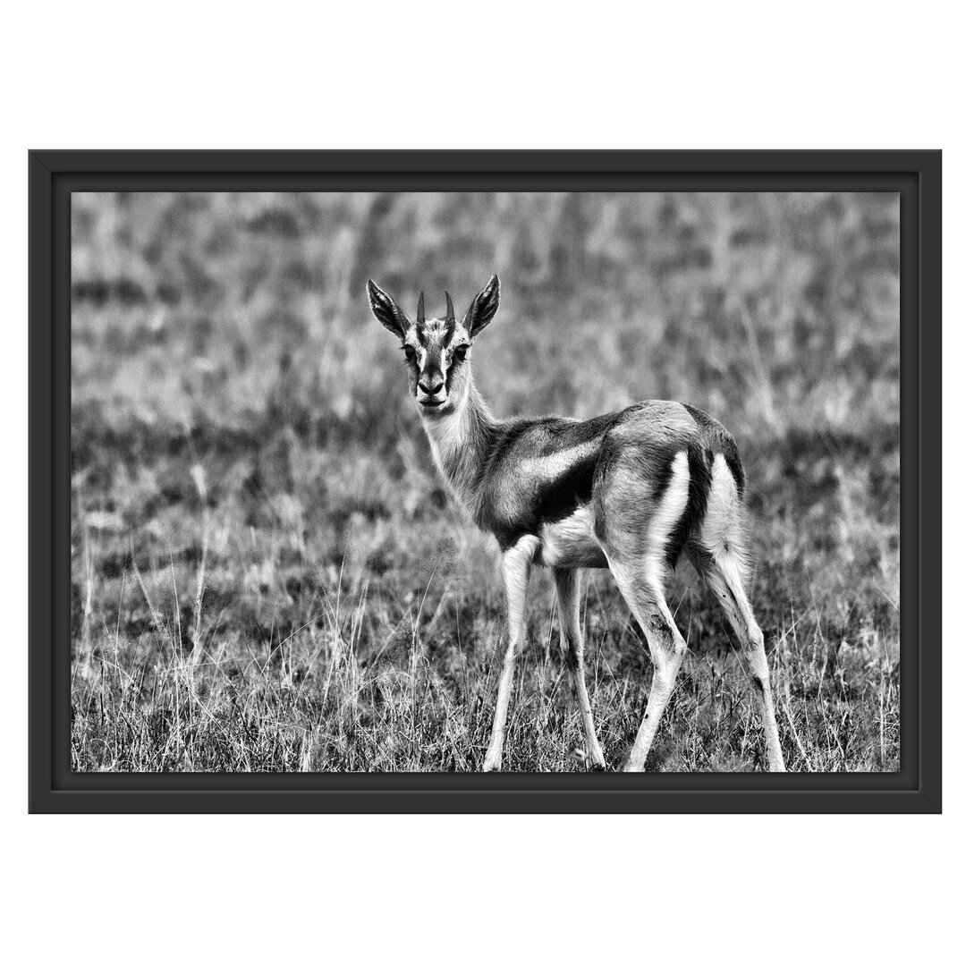 Gerahmtes Wandbild prächtige Gazelle auf Wiese