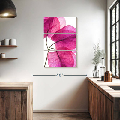 Harnek Bougainvillea