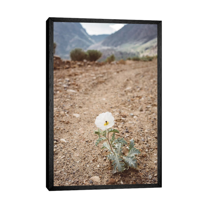 Yosemite Bloom by Bethany Young - Print on Canvas, 66.04cm H x 45.72cm W x 3.81cm D, Black Framed