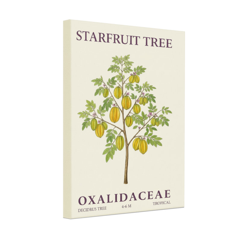 Plantes et fleurs carambole Oxalidacées tropicales à feuilles caduques, H 18 po x l 12 po