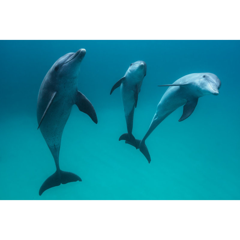 Wrapped Canvas Print, 50.8 cm H x 76.2 cm W