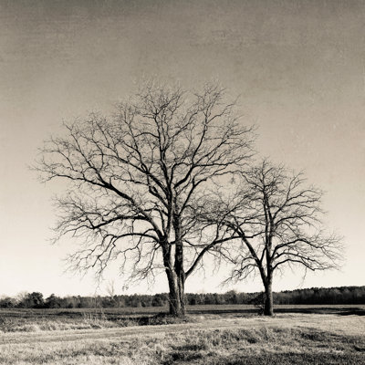 " Tree No. 57 "