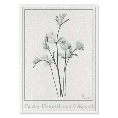 Jeanette "Parsley II" Print by Albert Koetsier