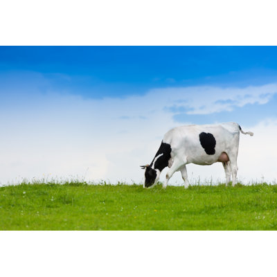 Cow Eating Grass by SerrNovik - Wrapped Canvas Print