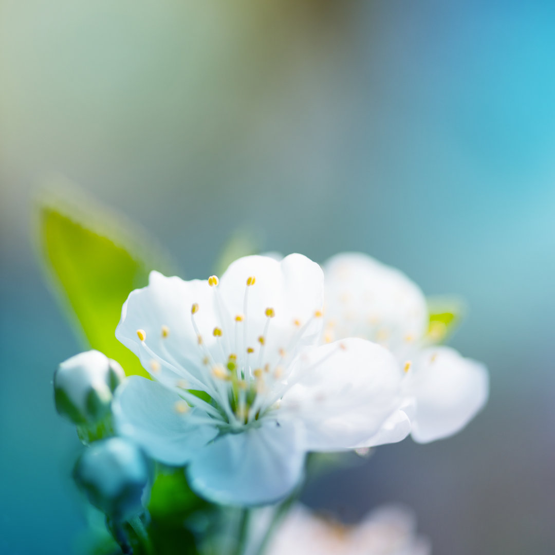 Kirschblüte von Kamisoka - Druck auf Leinwand ohne Rahmen