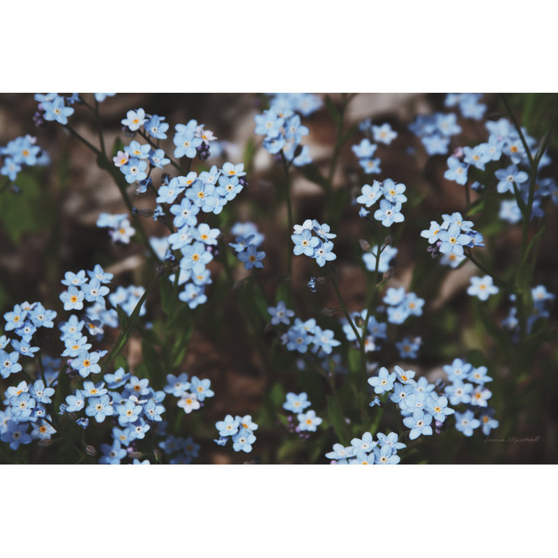 Forget Me Nots II by Laura Marshall - Photograph, 51cm H x 76cm W, Wrapped Canvas