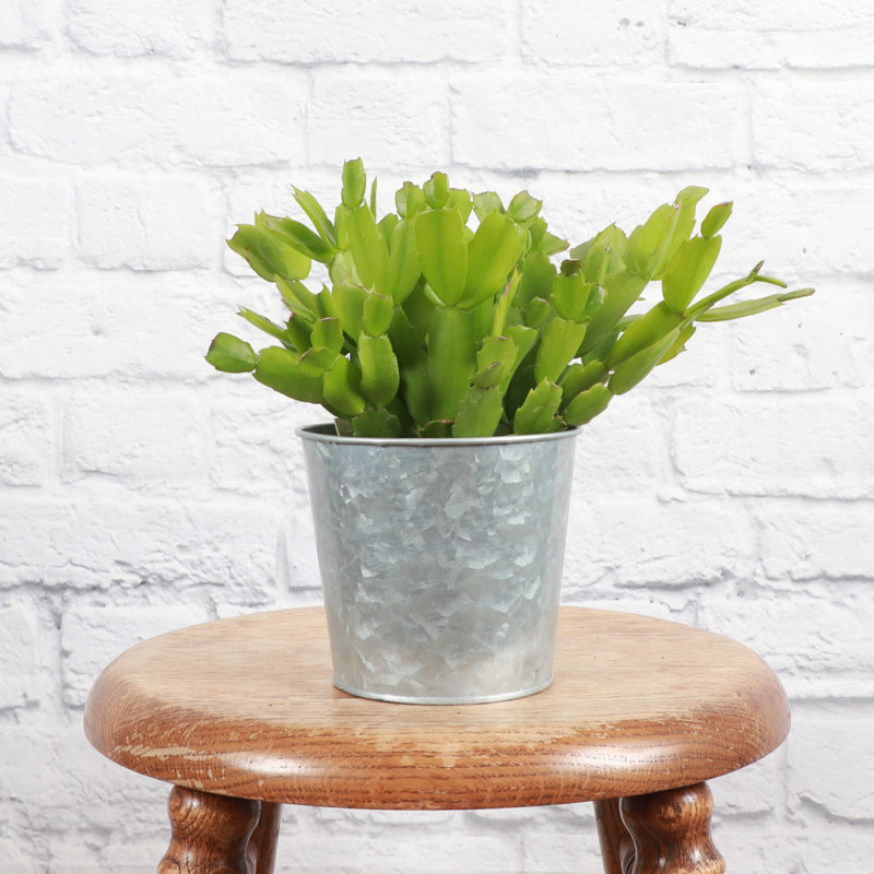 Live Holiday Cactus Plant in Silver Metal Pot