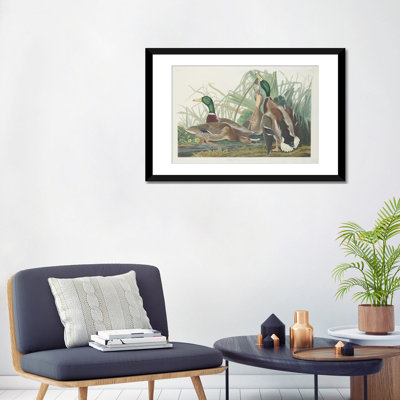 " Mallard Duck " by James Audubon