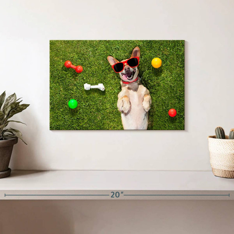 Ketti terrier chihuahua amusant, H 8 po x l 12 po