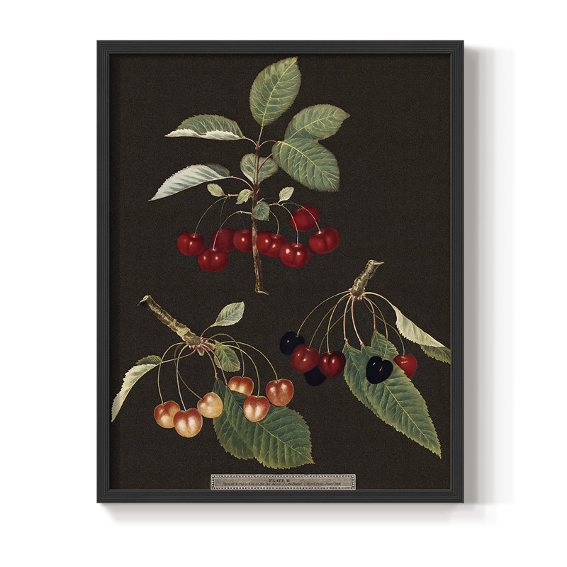 Brookshaw Cherries, reproduction encadrée - bois massif, Noir, H 20 po x l 16 po