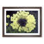 Captivating Dandelion Flowers - Framed Print-1821489035-1821489037