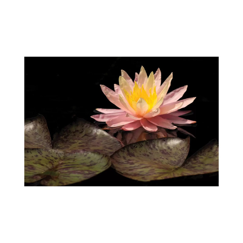 Pink Lily by Brian Wolf - Wrapped Canvas Print