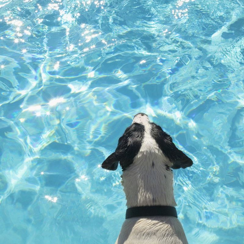 Pool Dog by Stevecoleimages - Wrapped Canvas Print, 30cm H x 30cm W