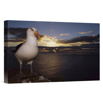 " Campbell Albatross On Cliff Edge At Sunrise "