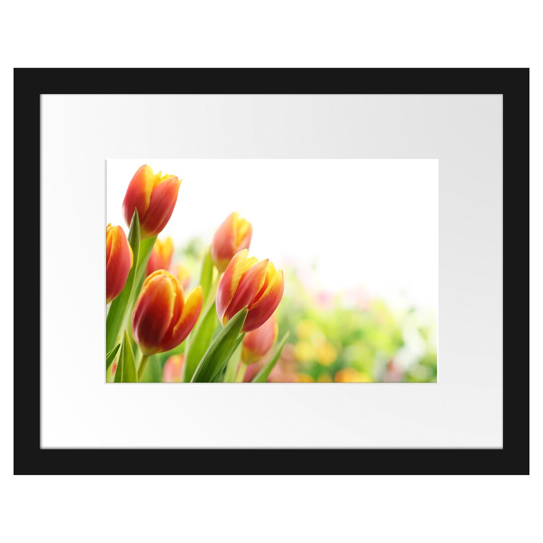 Gerahmtes Poster Bunte Tulpenwiese