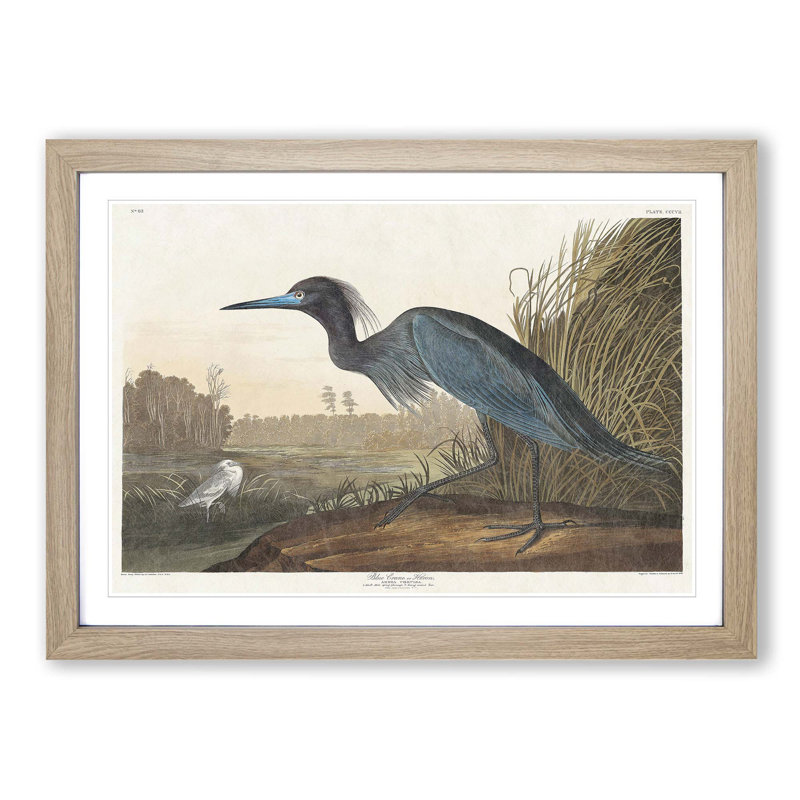Blue Heron by John James Audubon - Picture Frame Art Print on MDF, 27cm H x 36cm W x 2cm D, Oak Framed