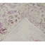 Hand-Knotted High-Quality Beige Area Rug
