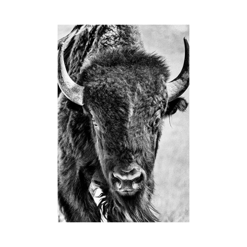 Buffalo Portrait by PHBurchett - Wrapped Canvas Painting, 20.32 cm H x 30.48 cm W