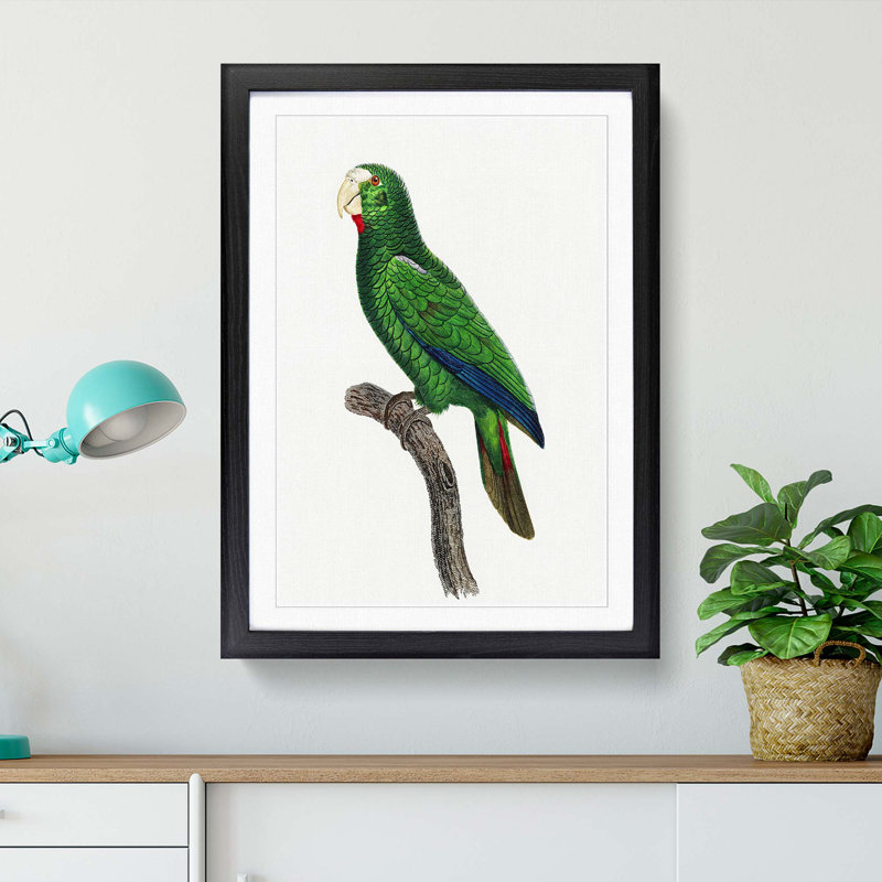 Cuban Amazon Parrot by F. Levaillant - Framed Print, 36cm H x 27cm W x 2cm D, Black Framed