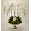 Orchid Flowering in Urn-1177800293