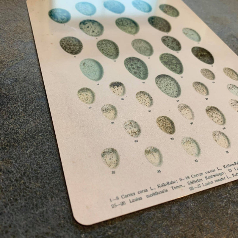 Eggs Vintage Botanical - No Frame Print on Metal
