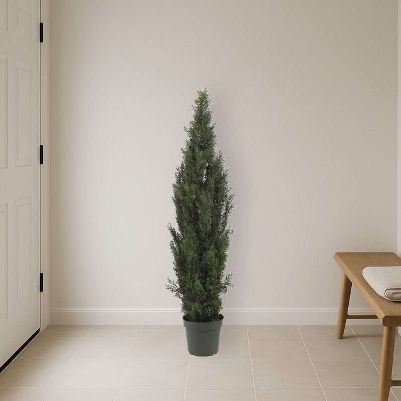 Mini Cedar Pine Silk Tree